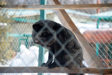 Kara tilki kafeste, hayvanat bahçesinde, kışın. Hayvanları esir tutmak.