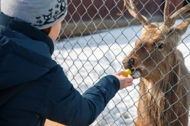 Bir kız kışın hayvanat bahçesinde bir geyiği besler..