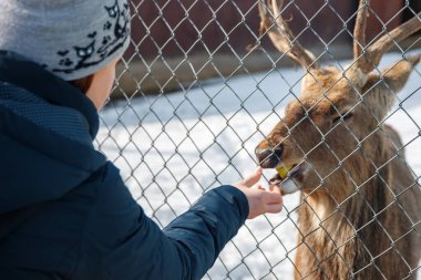 Bir kız kışın hayvanat bahçesinde bir geyiği besler..