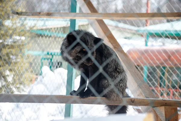 Black fox in a cage, in the zoo, in the winter. Keeping animals in captivity.