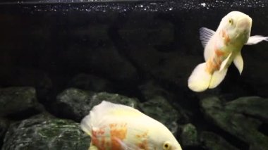 Astronotus Ocellatus. Akvaryumdaki egzotik balıklar. Karanlık arka planda akvaryumda büyük bir balık.. 