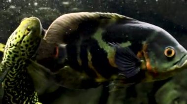 Astronotus Ocellatus. Büyük çiklitler. Akvaryumdaki egzotik balıklar karanlık arka planda.