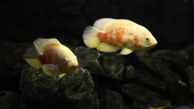 Astronotus Ocellatus. Akvaryumdaki egzotik balıklar. Karanlık arka planda akvaryumda büyük bir balık.. 