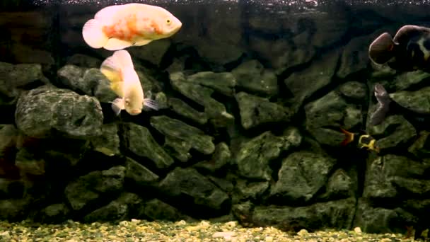 Astronotus Ocellatus Grote Cichliden Exotische Vissen Een Aquarium Een Donkere — Stockvideo