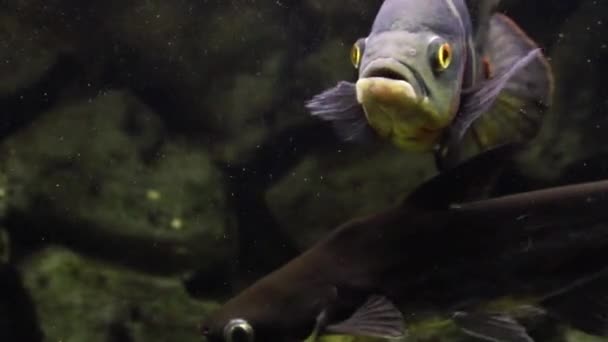 Astronotus Ocellatus Stora Ciklider Exotisk Fisk Akvarium Mörk Bakgrund — Stockvideo