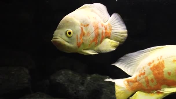 Astronotus Ocellatus Egzotyczne Ryby Akwarium Duża Ryba Akwarium Ciemnym Tle — Wideo stockowe