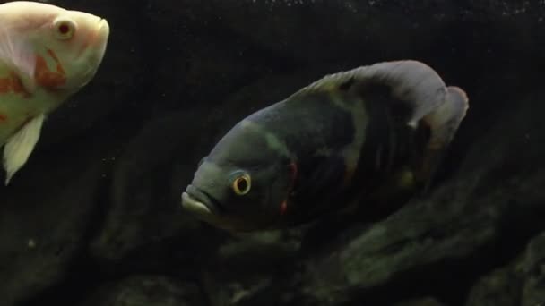 Astronotus Ocellatus Egzotyczne Ryby Akwarium Duża Ryba Akwarium Ciemnym Tle — Wideo stockowe