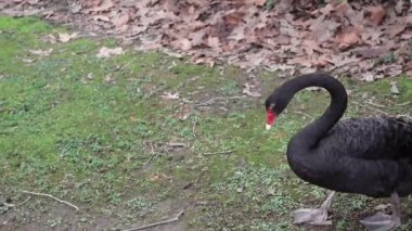 Parkta yürüyen siyah bir kuğu..