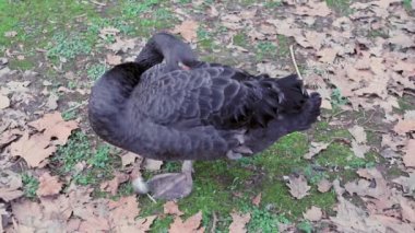 Siyah kuğu tek ayak üstünde uyur..