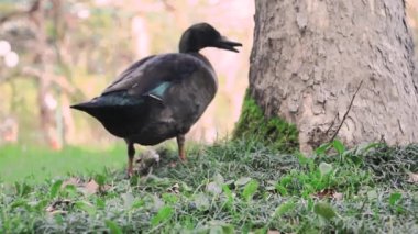 Ördek ağaçtaki yosunları kemirir ve yer..
