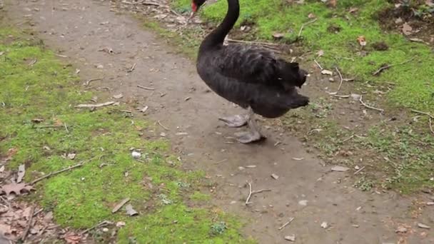 Один Черный Лебедь Прогуливается Парку — стоковое видео