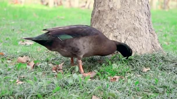 アヒルは木から苔を奪い食べます — ストック動画