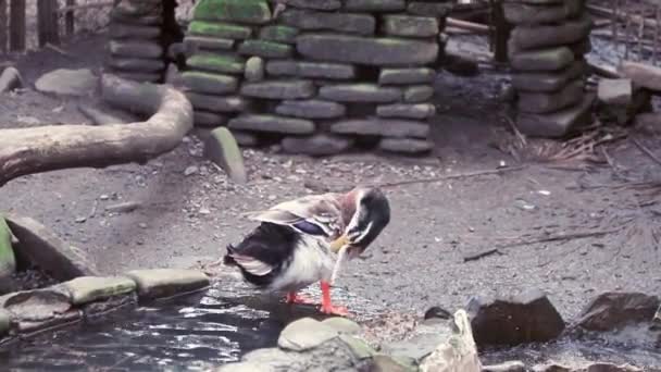 Ördekler Dereye Doğru Yürür Yıkanır Içer Tüylerini Temizler — Stok video
