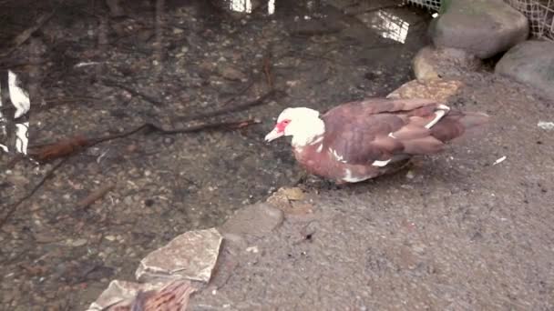 Pato Bebe Água Uma Corrente Pato Almíscar — Vídeo de Stock