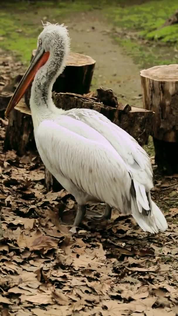 Biały Kręcony Pelikan Parku Przyrody — Wideo stockowe