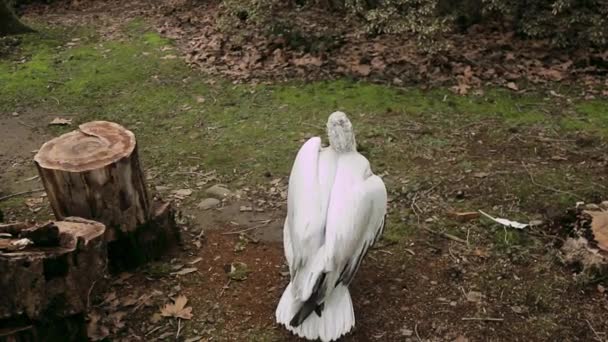 自然公园里的白色卷曲鹈鹕 — 图库视频影像