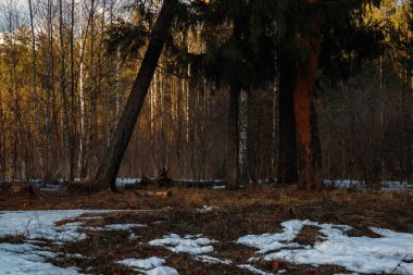 Güneşli bahar havası ormandaki karı eritir. Rus doğasının güzelliği. Kış manzarası. Güneşli sabah