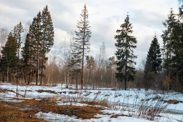 Солнечная Весенняя Погода Тает Снег Лесу Красота Русской Природы Зимний — стоковое фото