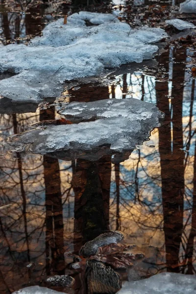 Çıplak Ağaç Gövdeleri Ilkbaharın Başlarında Büyük Erimiş Havuzlarına Yansıyor Ormanda — Stok fotoğraf