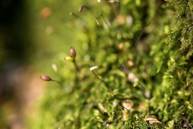 Güzel yeşil yosunları kapat, makro. Yosun 'un güzel arkaplanı.