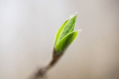 Ağaçta bir tomurcuk, yakın plan, makro fotoğraf. Bahar. Bulanık arkaplan.