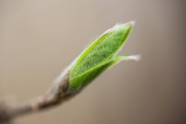 Ağaçta bir tomurcuk, yakın plan, makro fotoğraf. Bahar. Bulanık arkaplan.
