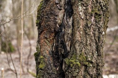 Yeşil yosun kaplı ağaç gövdeleri. Bahar Ormanı.