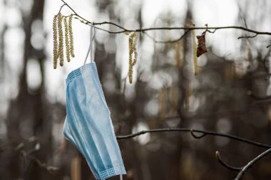 Ağaç dalından sarkan bir tıbbi yüz maskesi. Bahar Ormanı.
