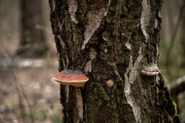 Ağaç gövdesine yakın plan mantarlar, mantarlar. Mantar bir ağacın gövdesinde yetişir..