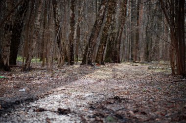 Ağaçların arasındaki ormanda yol. İlkbaharda yürümek için orman yolu.