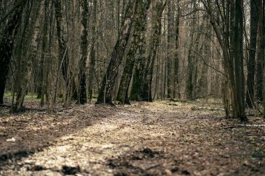 Ağaçların arasındaki ormanda yol. İlkbaharda yürümek için orman yolu.