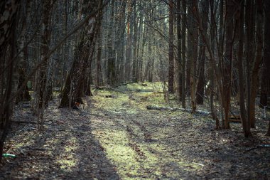 Yeşil yosun kaplı ağaç gövdeleri. Bahar Ormanı.