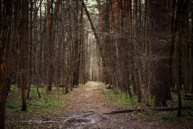 Ağaçların arasındaki ormanda yol. İlkbaharda yürümek için orman yolu.