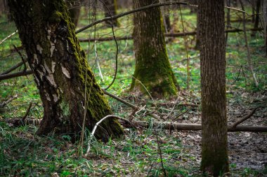 Yeşil yosun kaplı ağaç gövdeleri. Bahar Ormanı.