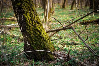 Yeşil yosun kaplı ağaç gövdeleri. Bahar Ormanı.