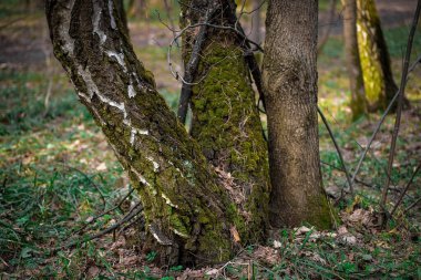 Yeşil yosun kaplı ağaç gövdeleri. Bahar Ormanı.