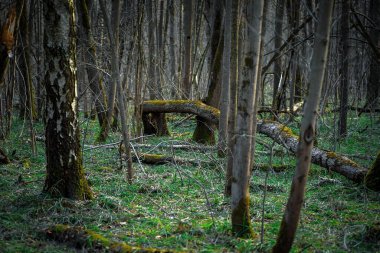 Yeşil yosun kaplı ağaç gövdeleri. Bahar Ormanı.