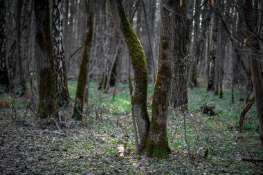 Yeşil yosun kaplı ağaç gövdeleri. Bahar Ormanı.