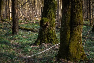 Yeşil yosun kaplı ağaç gövdeleri. Bahar Ormanı.