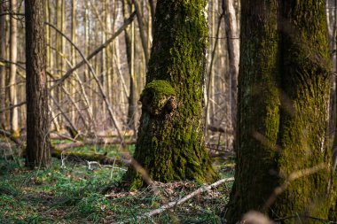 Yeşil yosun kaplı ağaç gövdeleri. Bahar Ormanı.