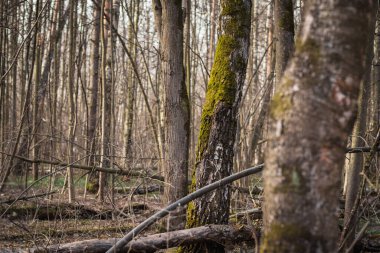 Yeşil yosun kaplı ağaç gövdeleri. Bahar Ormanı.