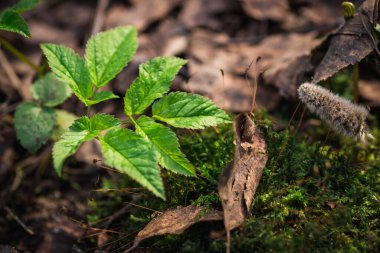 Güzel yeşil yosunları kapat, makro. Yosun 'un güzel arkaplanı.