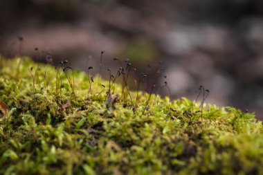Güzel yeşil yosunları kapat, makro. Yosun 'un güzel arkaplanı.