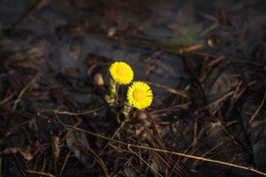 Sarı bahar çiçekleri. İlk kar damlaları. Çiçekler 