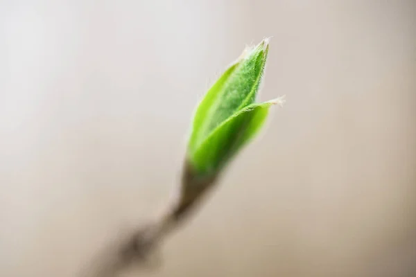 A bud on a tree close-up, macro photography. Spring. Blurred background.