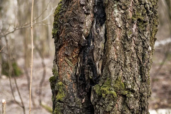 Yeşil yosun kaplı ağaç gövdeleri. Bahar Ormanı.