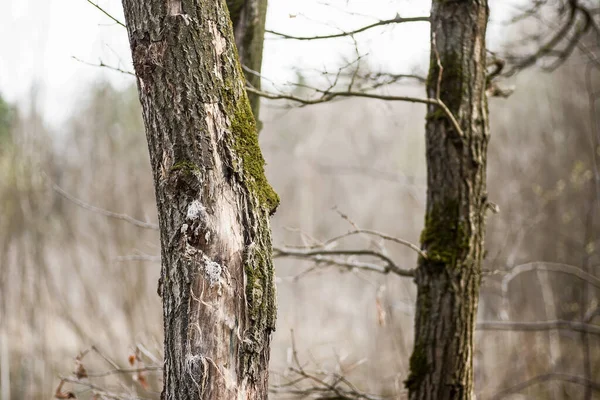 Trädstammar Täckta Med Grön Mossa Vårskog — Stockfoto