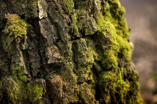 Tree Trunks Covered Green Moss Spring Forest — Stock Photo, Image