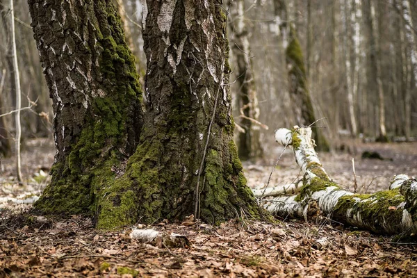 Tree Trunks Covered Green Moss Spring Forest — Stock Photo, Image