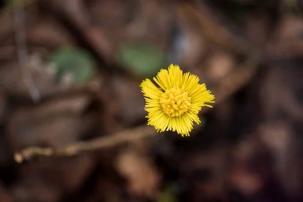 Жовті Весняні Квіти Перші Проліски Квіти Мати Мачуха Дефокусований Фон — стокове фото